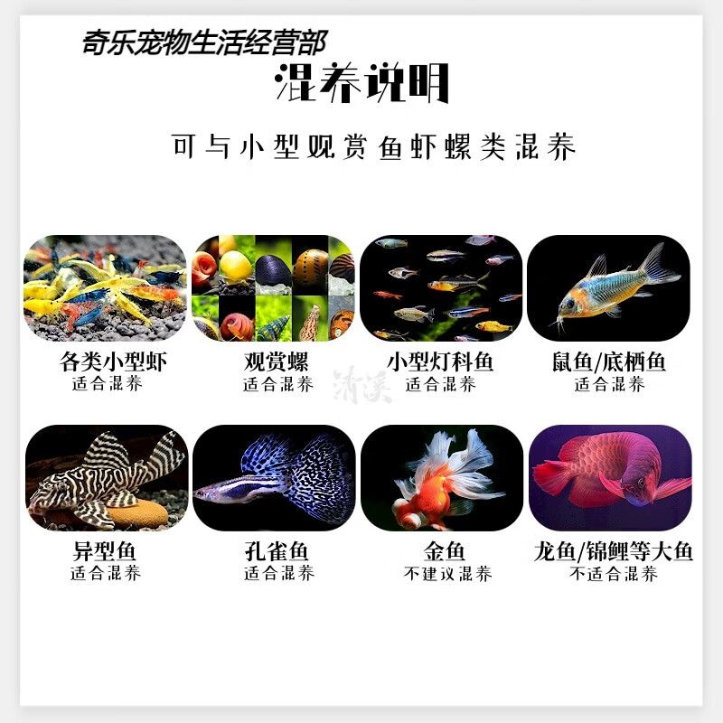 银河星钻鱼文化象征意义探究：银河星钻鱼市场价值分析 银河星钻鱼 第5张