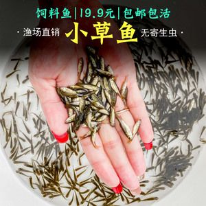 如何诊断巴西亚鱼的寄生虫病：巴西亚鱼寄生虫病的诊断方法 巴西亚鱼苗 第5张