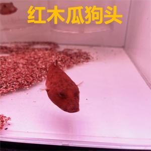 红圆点狗头鱼饲料选择指南：狗头鱼饲料品牌推荐 斑马狗头鱼 第5张