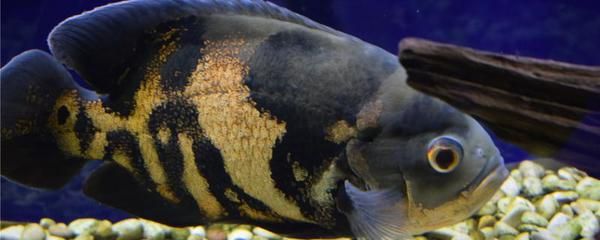 野生地图鱼捕捉难度探究：地图鱼最佳捕捉季节，亚马逊流域钓鱼技巧，野生地图鱼保护法规查询 巴西亚鱼苗 第5张