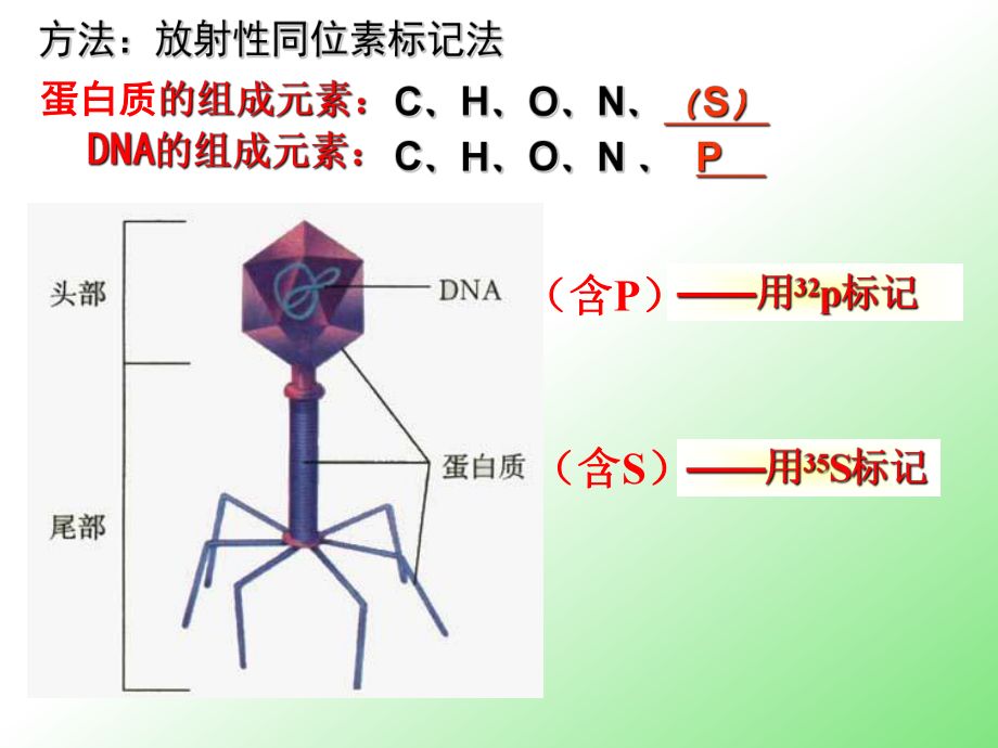 放射性同位素标记的安全性：放射性同位素标记的安全性始终是一个重要的考量因素 其他宠物 第5张