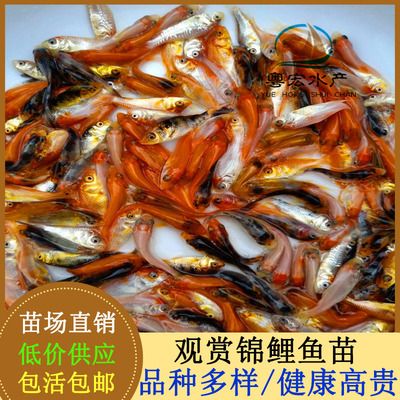 蝴蝶鲤鱼苗培育常见问题：蝴蝶鲤鱼苗培育过程中常见的问题及其解决方案 其他宠物 第5张