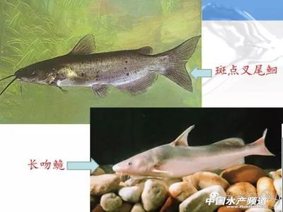 龙鱼饲料鱼怎么养活 水族问答 第2张