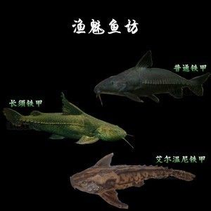 铁甲武士鱼饲料添加剂效果：铁甲武士鱼专用饲料配方 其他宠物 第2张