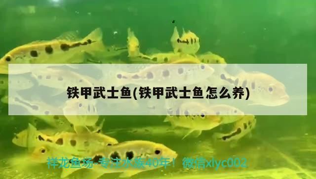 铁甲武士鱼饲料添加剂效果：铁甲武士鱼专用饲料配方 其他宠物 第1张