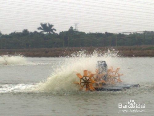 如何自然提升水体溶氧量：如何提高水体溶氧量 其他宠物 第1张