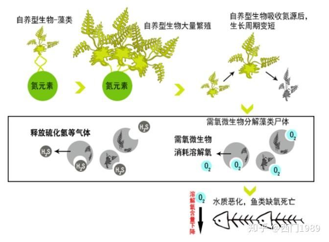 鱼类繁殖周期的详细研究：关于鱼类繁殖周期的详细研究 其他宠物 第5张