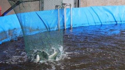 鱼苗运输最佳水温控制：夏季鱼苗运输降温技巧 其他宠物 第5张