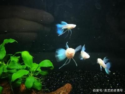 如何判断水族箱水质变化：判断水族箱水质变化的方法是如何保持鱼类健康的关键 其他宠物 第5张