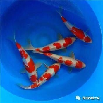 锦鲤夏季降温方法：夏季锦鲤的降温方法 其他宠物 第5张