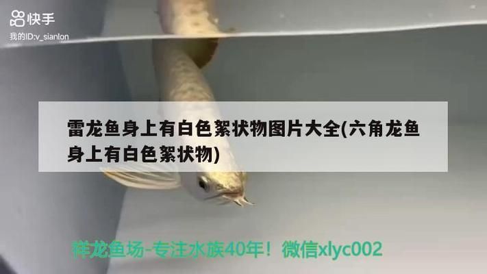 羽毛刀鱼苗白点病的早期症状：白点病的早期症状 其他宠物 第3张