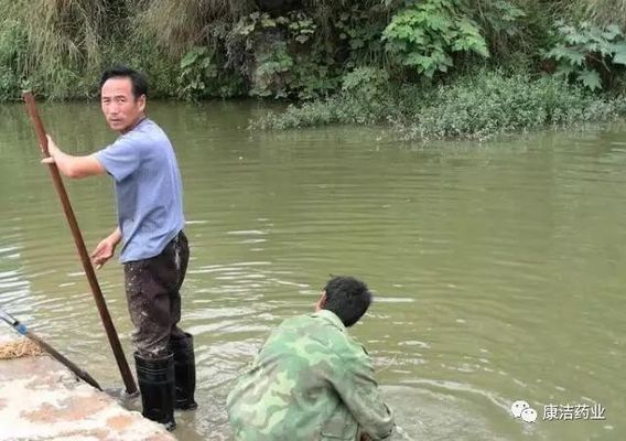 神仙鱼透明度与品种关系：神仙鱼的透明度与其品种密切相关,神仙鱼透明度与其品种密切相关 其他宠物 第2张