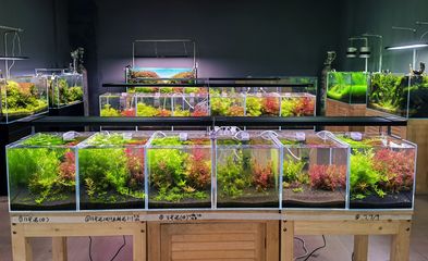 水草泥与水质改善的关系：水族箱水质维护技巧，水草泥与水生植物生长关系 其他宠物 第3张