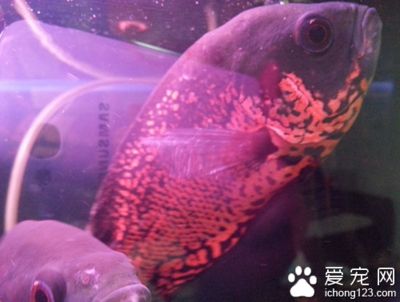 龙鱼缩鳍漂浮不动：关于龙鱼缩鳍的问题 水族问答 第2张