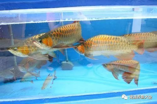 夏季养青龙鱼降温方法：夏季养青龙鱼需要注意什么 其他宠物 第2张