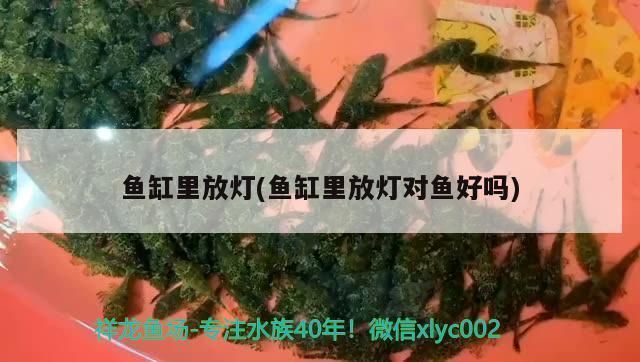 三间鱼繁殖期最佳光照时长：三间鱼繁殖期的最佳光照时长 其他宠物 第1张