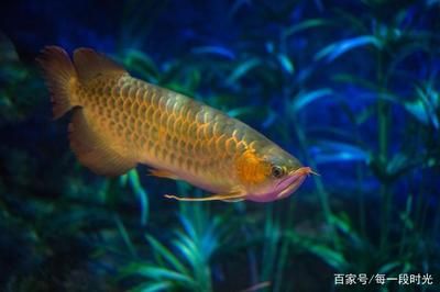 龙鱼太难养了怎么处理好：如何处理龙鱼 水族问答 第1张