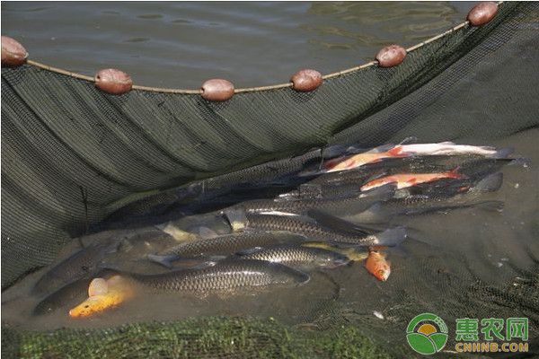 鱼类饲养标准应用案例：鱼类饲养标准的应用 其他宠物 第1张