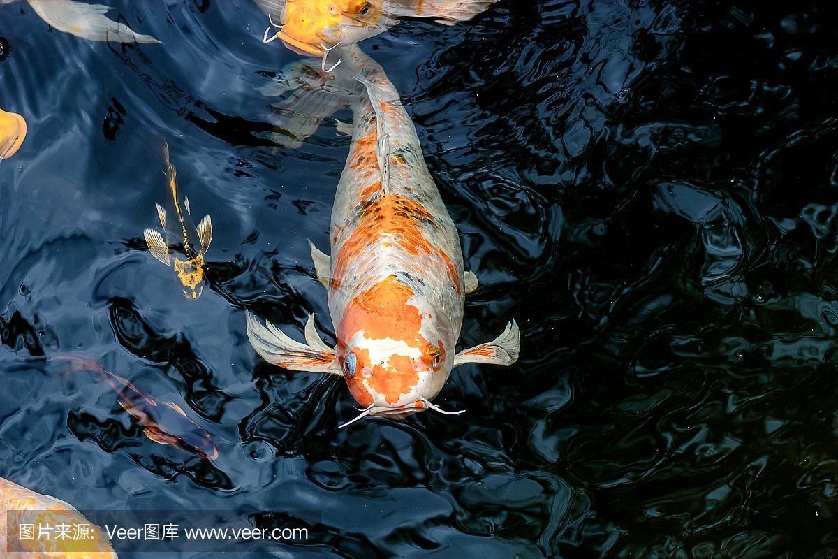 大正锦鲤鱼特殊食物选择：大正锦鲤鱼特殊饮食选择指南 其他宠物 第4张