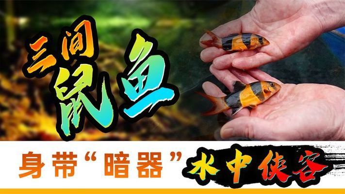 三间鼠鱼疾病预防措施：三间鼠鱼疾病的预防措施 其他宠物 第3张