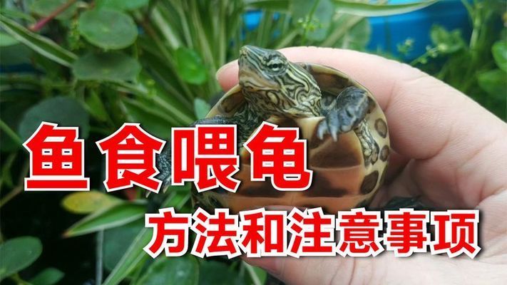 六角恐龙鱼饲料可以喂乌龟吗视频播放：六角恐龙鱼饲料喂乌龟的信息和视频和视频质量参差不齐 其他宠物 第4张