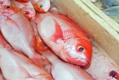 水族箱植物选择与养护：水族箱植物的选择与养护 其他宠物 第2张