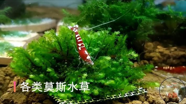 水草增氧效果对比分析：水族箱增氧设备推荐，水草与鱼类共生关系，水草养护技巧分享 其他宠物 第1张