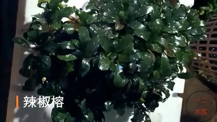 水草增氧效果对比分析：水族箱增氧设备推荐，水草与鱼类共生关系，水草养护技巧分享 其他宠物 第4张