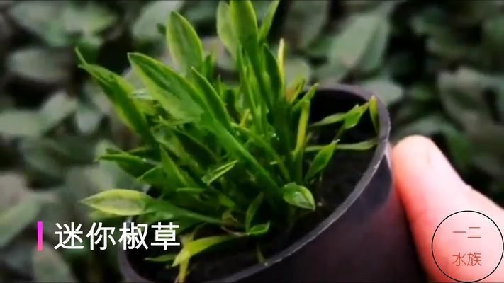 水草增氧效果对比分析：水族箱增氧设备推荐，水草与鱼类共生关系，水草养护技巧分享 其他宠物 第5张