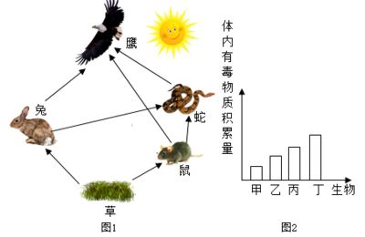 亚马逊河生态系统平衡的关键因素：亚马逊河生态系统对维持生态系统健康至关重要 其他宠物 第4张