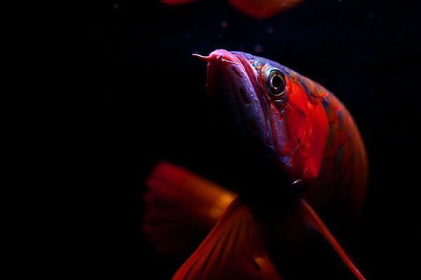 龙鱼挑食怎么回事：如何判断龙鱼是否挑食 水族问答 第1张