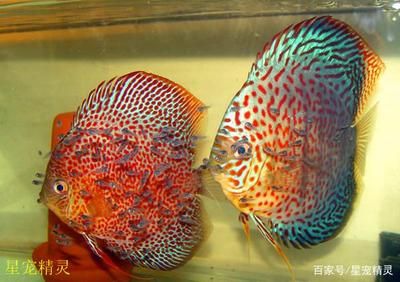 龙鱼贴吧：关于龙鱼饲养的一些疑问 水族问答 第1张