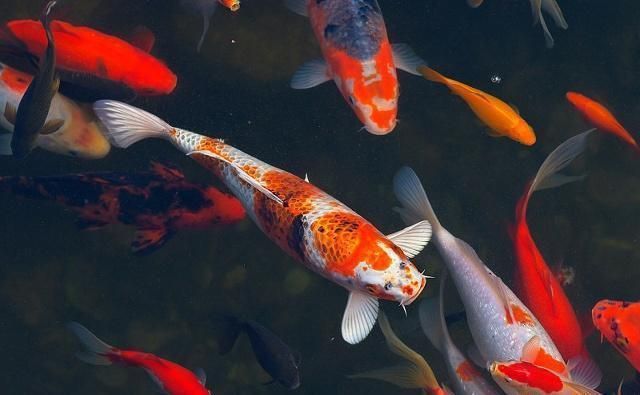 龙鱼贴缸壁游：如何让龙鱼贴缸壁游 水族问答 第1张