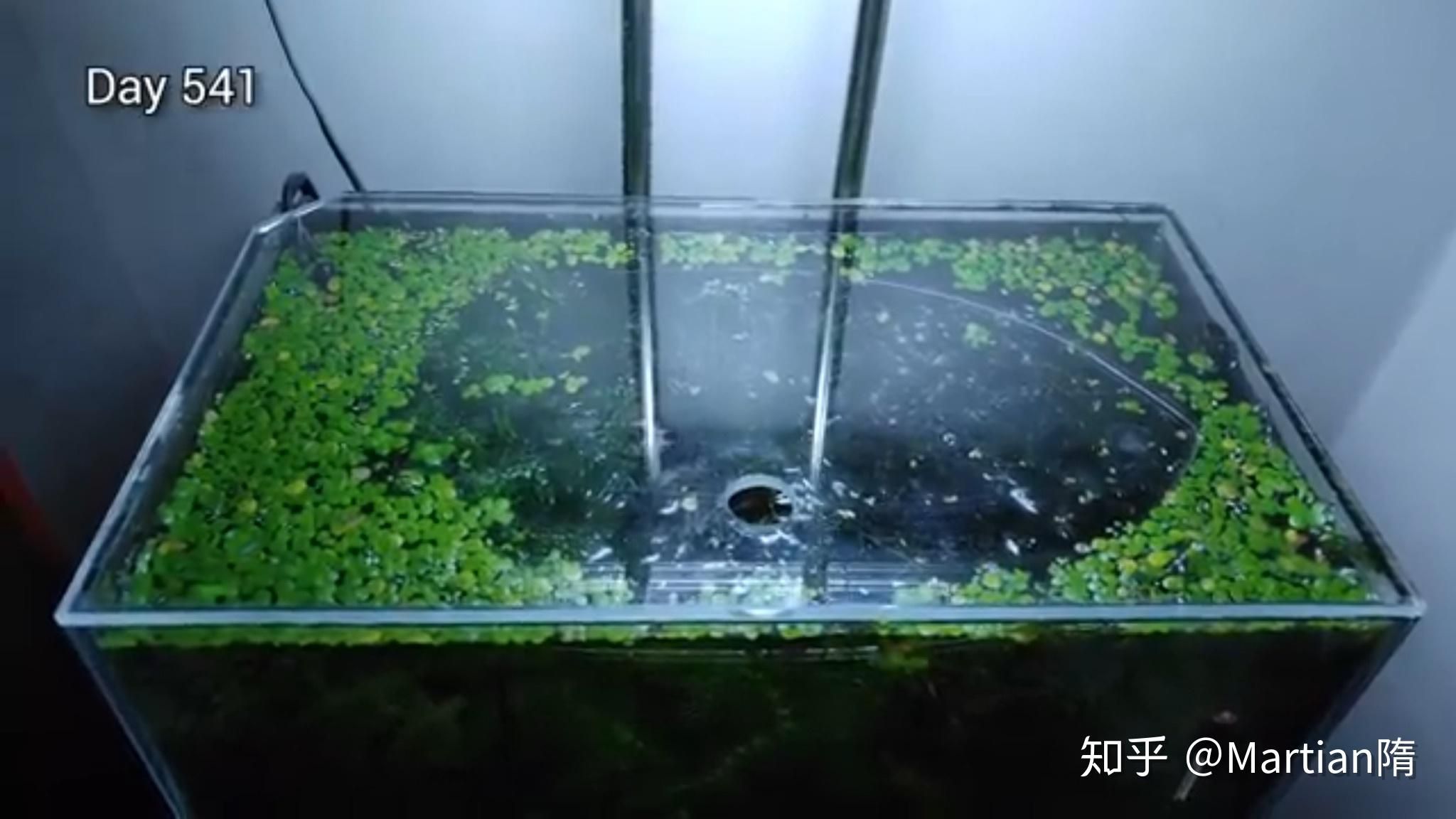 水生植物对氧气的影响：水生植物在污水处理中的应用 其他宠物 第4张