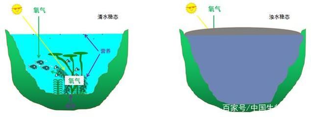 水生植物对氧气的影响：水生植物在污水处理中的应用 其他宠物 第2张