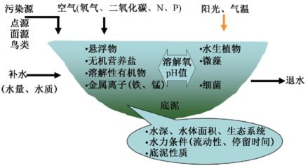 水生植物对氧气的影响：水生植物在污水处理中的应用 其他宠物 第6张