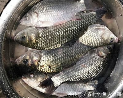 低温下鲫鱼饵料选择指南：低温钓鲫鱼的饵料选择指南 其他宠物 第2张