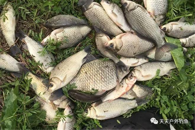 低温下鲫鱼饵料选择指南：低温钓鲫鱼的饵料选择指南 其他宠物 第1张