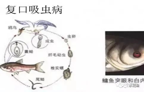 月光鸭嘴鱼鳃腹水病的早期诊断技巧：月光鸭嘴鱼肠炎与腹水病关系早期诊断技巧有助于治疗 其他宠物 第3张