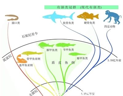 早期脊椎动物演化的关键证据：早期脊椎动物的演化研究 其他宠物 第5张