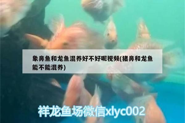 象鼻鱼混养注意事项：象鼻鱼在混养时需要注意以下几个方面以确保它们能够与其他鱼类和谐共处 其他宠物 第4张