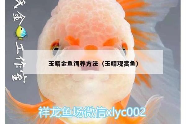 如何饲养大日玉鲭鱼：大日玉鲭鱼的饲养方法 其他宠物 第1张