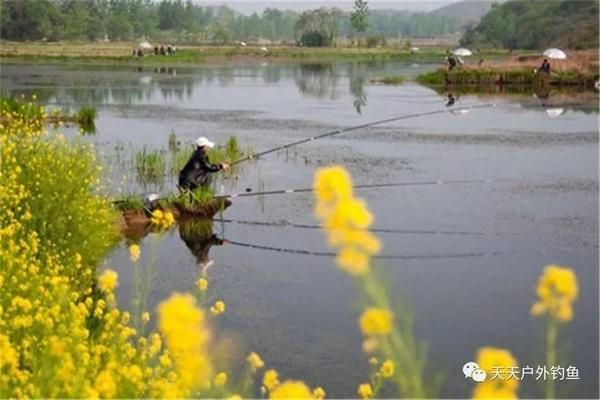 雪鲫鱼繁殖水温变化规律：冬季鲫鱼繁殖水温要求 其他宠物 第5张