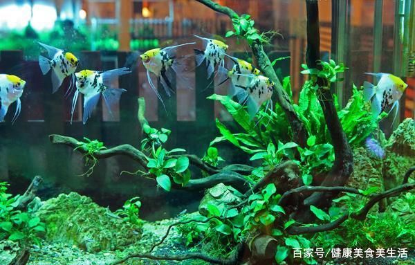 水族器材选购指南：水族器材的选购指南 其他宠物 第3张