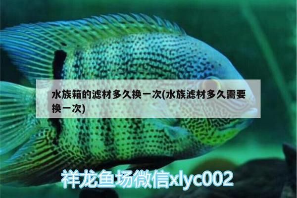 滤材老化对鱼群健康的影响：滤材老化对鱼群健康有什么影响？ 其他宠物 第1张