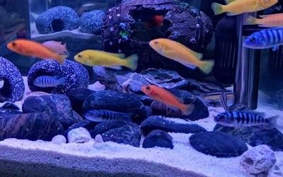 白子球鲨鱼幼体饲养水族箱要求：白子球鲨鱼幼体鲨鱼幼体饲养水族箱饲养需求和注意事项 其他宠物 第1张