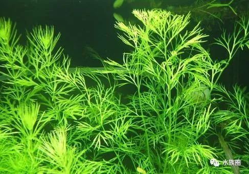 水蕨类水草最佳光照时间：水草养护中如何防治藻类，水族箱植物照明设备选择 其他宠物 第5张