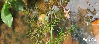 水蕨类水草最佳光照时间：水草养护中如何防治藻类，水族箱植物照明设备选择 其他宠物 第1张