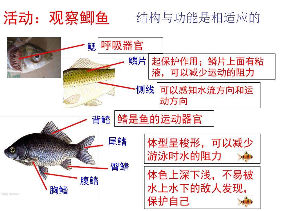 雪鲫鱼高温保护措施：夏季钓鲫鱼的技巧 其他宠物 第5张