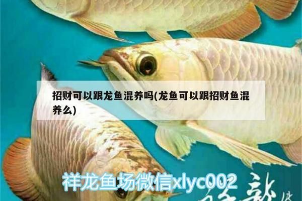 黑云鱼繁殖期饲料投喂技巧：黑云鱼的繁殖期饲料投喂技巧 其他宠物 第2张